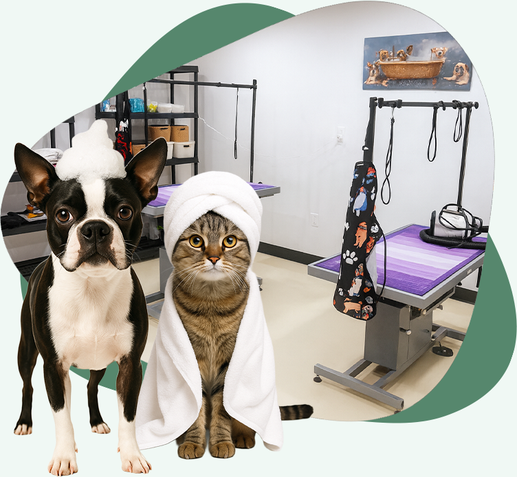urry Haven pet grooming room featuring a Boston Terrier with soap suds and a cat wrapped in a towel, symbolizing full-service grooming for dogs and cats in a clean, modern facility.