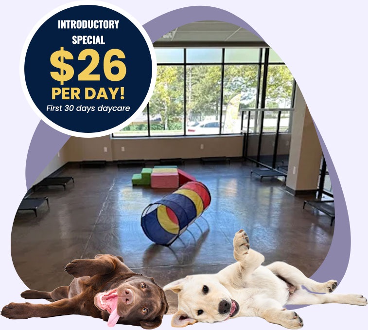 Promotional image for Furry Haven dog daycare showing a bright indoor play area with agility equipment and two happy dogs lying playfully in front. The image highlights an introductory offer of $26 per day for the first 30 days of daycare.
